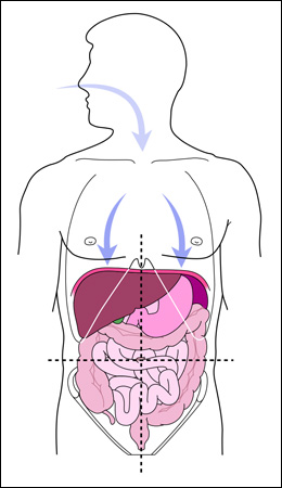 correct posture digestion